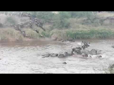 Wildebeest Migration Update - 2nd of October