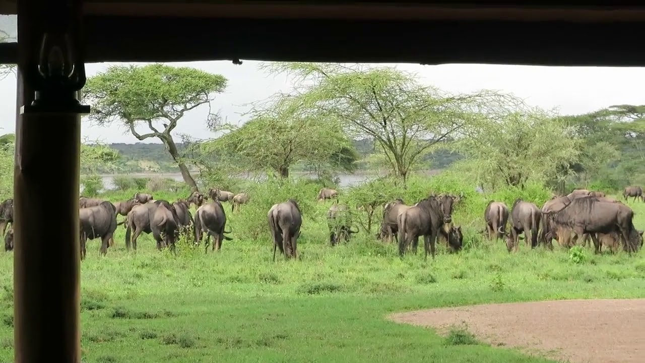 Great Migration on the Ndutu plains