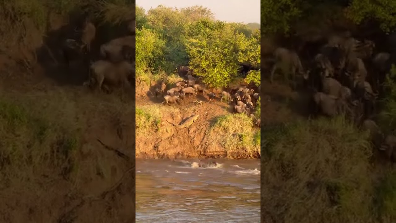 Wildebeest Make Their Way Over Crossing Point #7 of The Mara