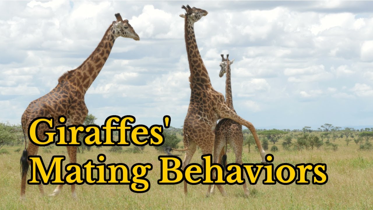 Surprising Facts about Giraffes Mating Behaviors | Footages of Giraffes Mating