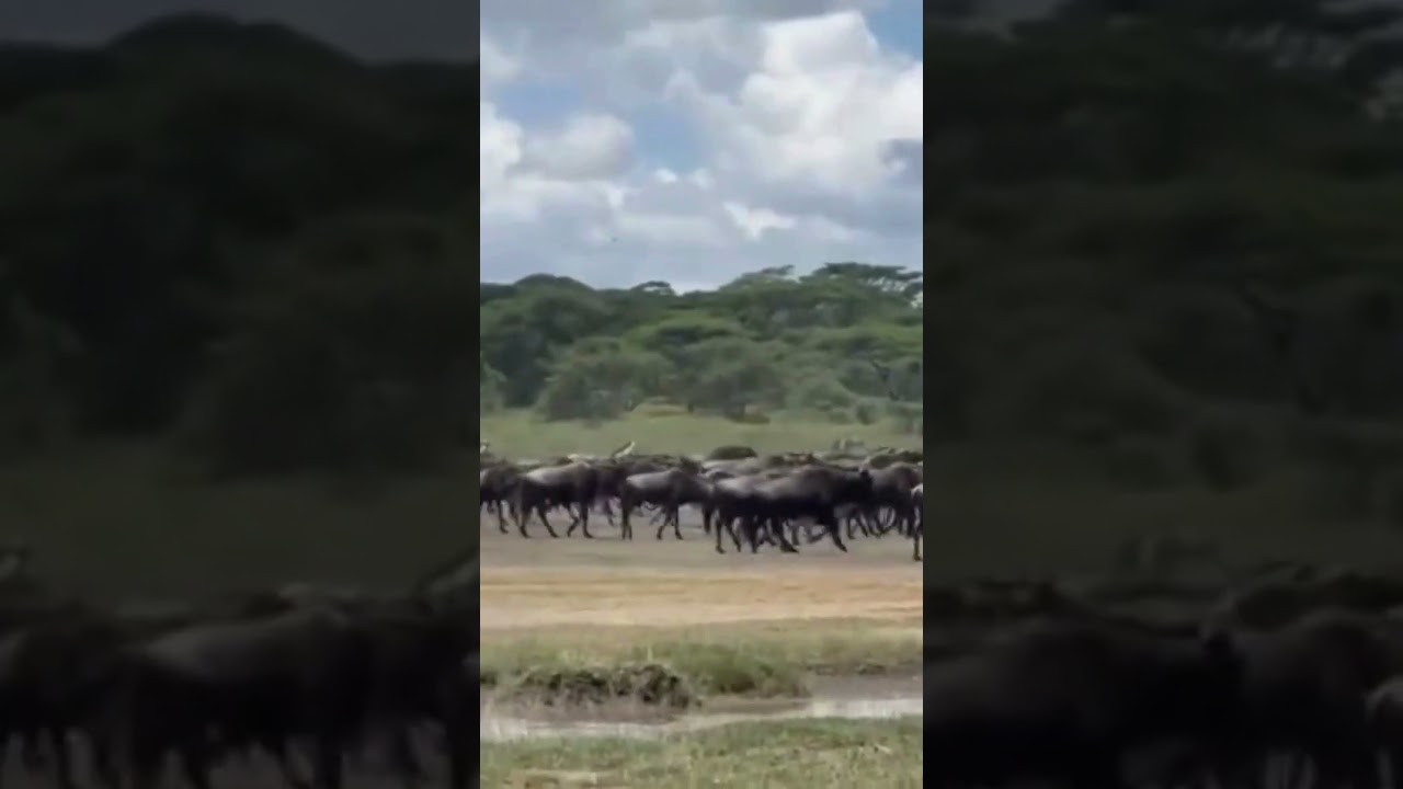 Massive wildebeest herd spotted near Ndutu in Serengeti National Park!