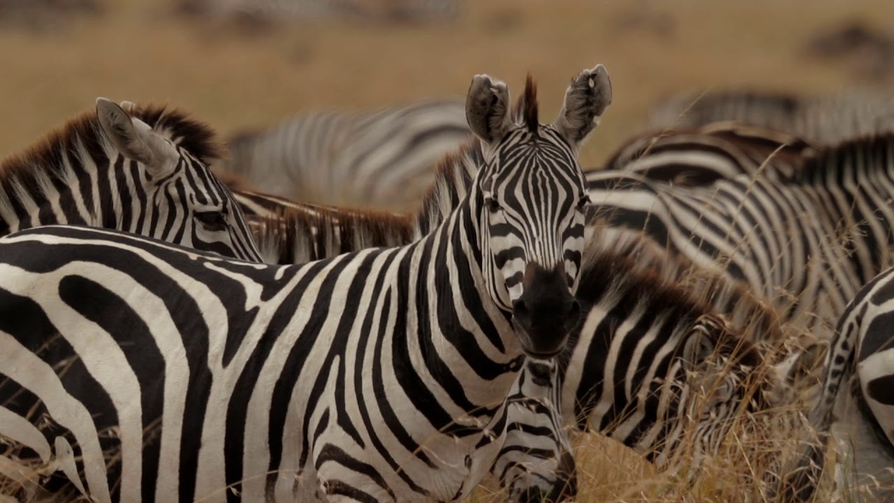 Happy Easter from The Safari Collection