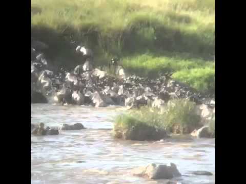 HerdTracker Africa Migration safari update