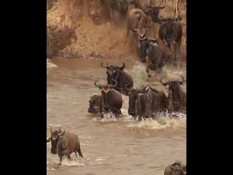 The great wildebeest migration is negotiating their way northbound