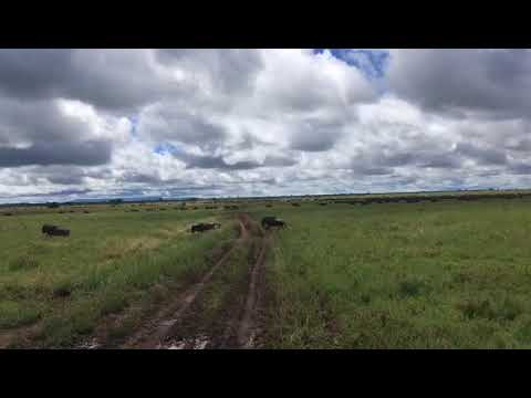 Great Migration migrating in the Namiri Plains enjoying the lush green grass.
