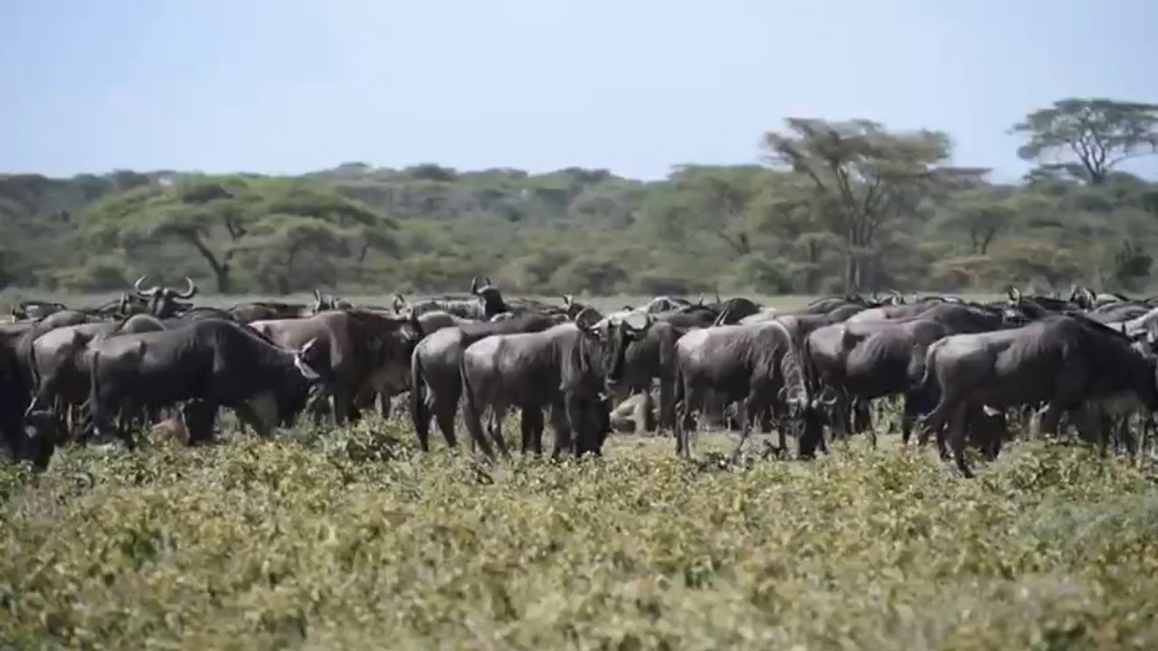 Great Wildebeest Migration on the Kusini Plains