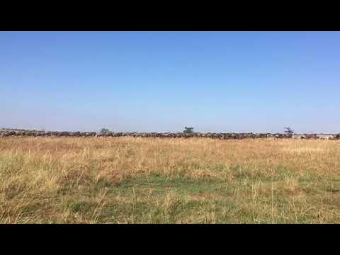 The arrival of the migration in the Kogatende