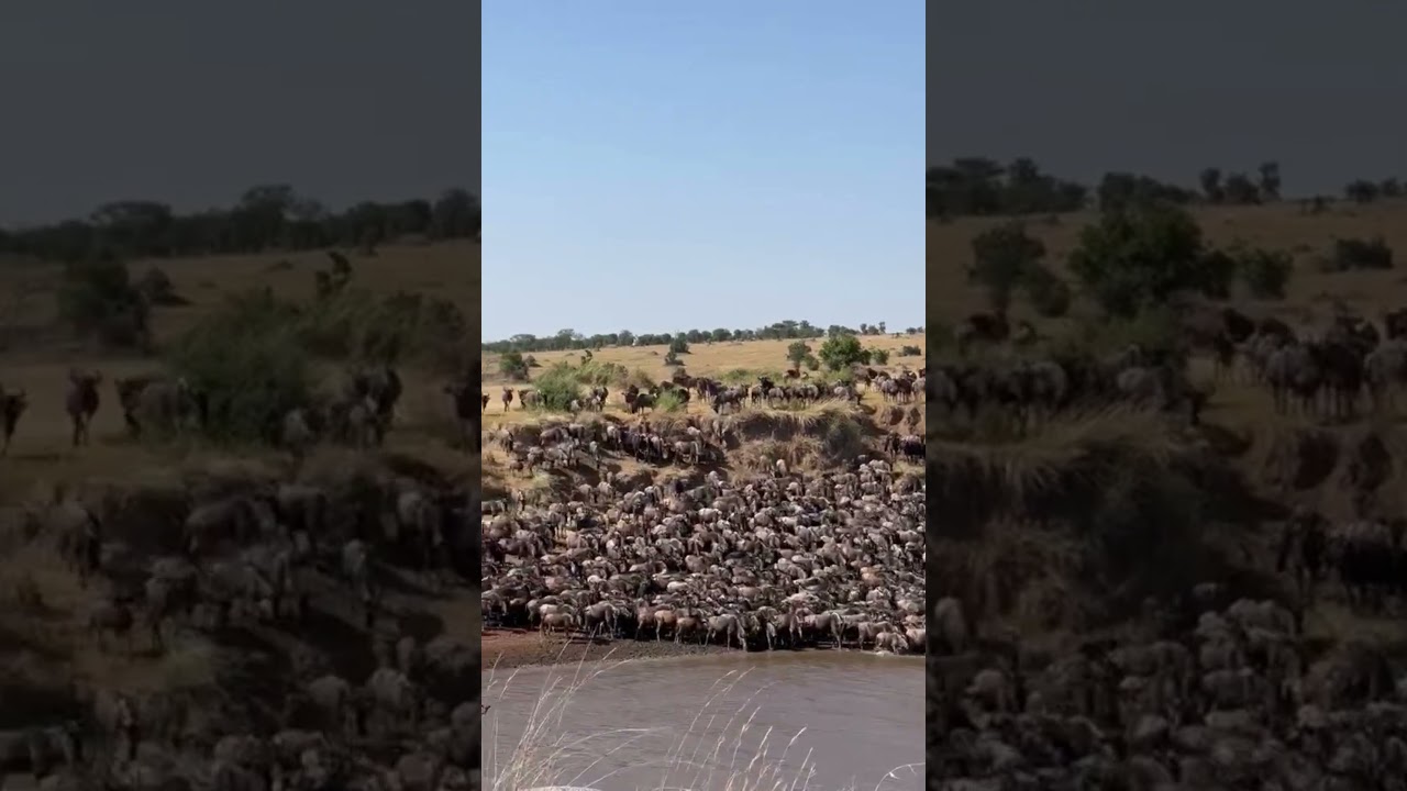 Megaherd crossing over the Mara river at no 1!