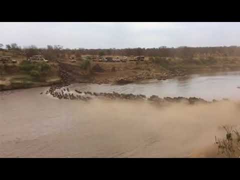 Daily crossings at point number 4 in the Mara River