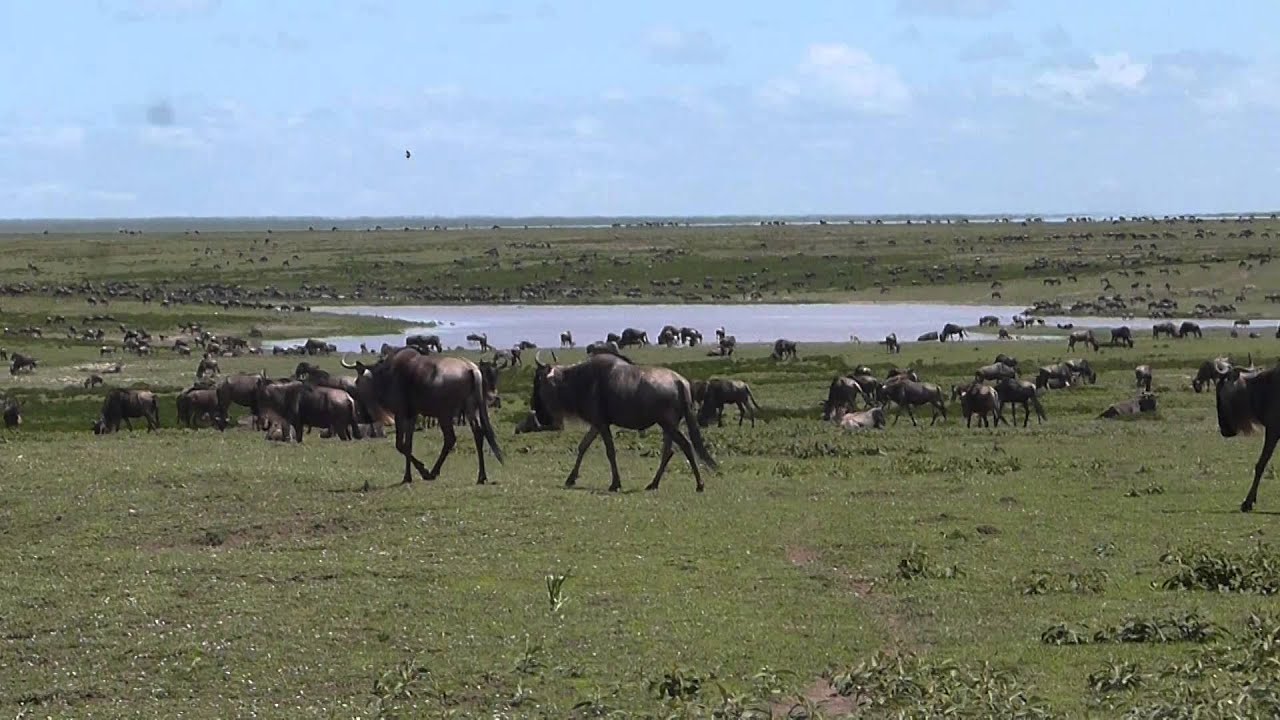 HerdTracker, Serengeti Migration update, 12 May 2015, Ndutu Safari Lodge