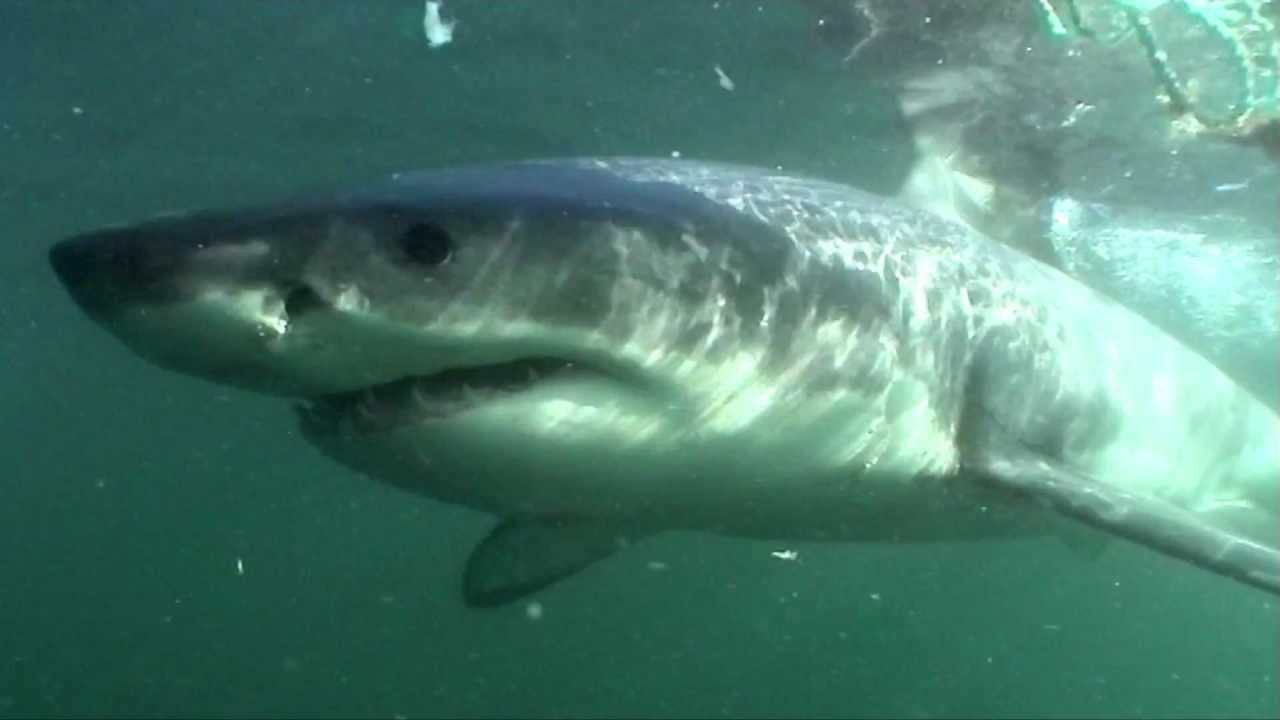 Great White Shark Cage Diving - Rob Lawrence's BENEATH THE WATERLINE