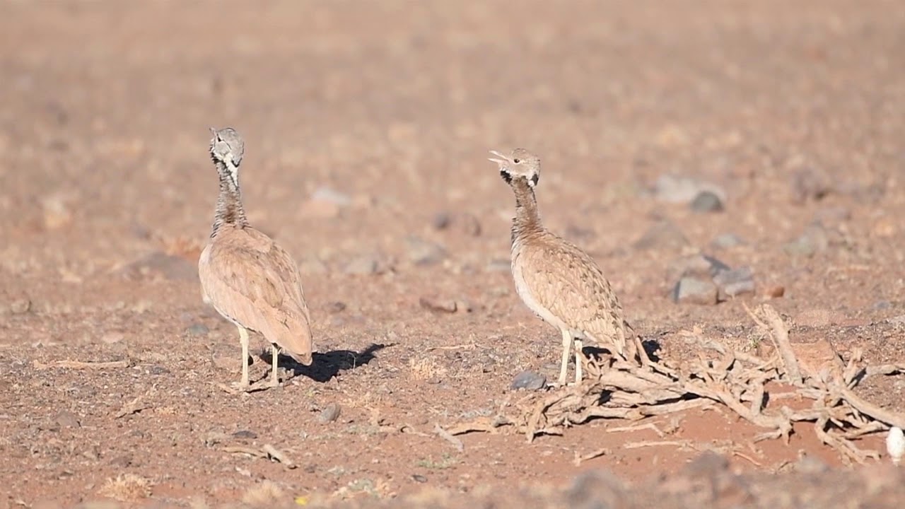 Ruppells Korhaan calling