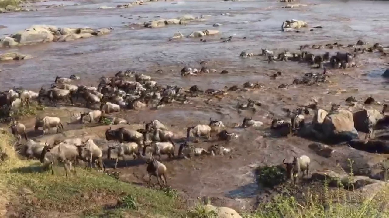 River crossings in the Mara River at crossing point number 7 (Northern Serengeti)