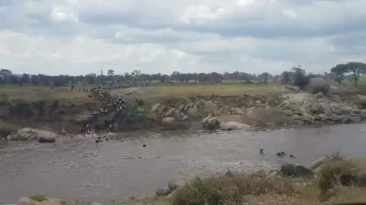 Wildebeest herd crossing between nr. 0B and 1!