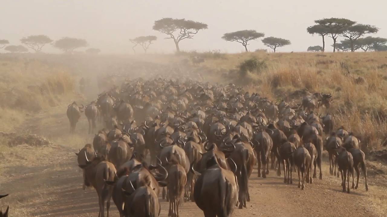 Wildebeests takes over the road