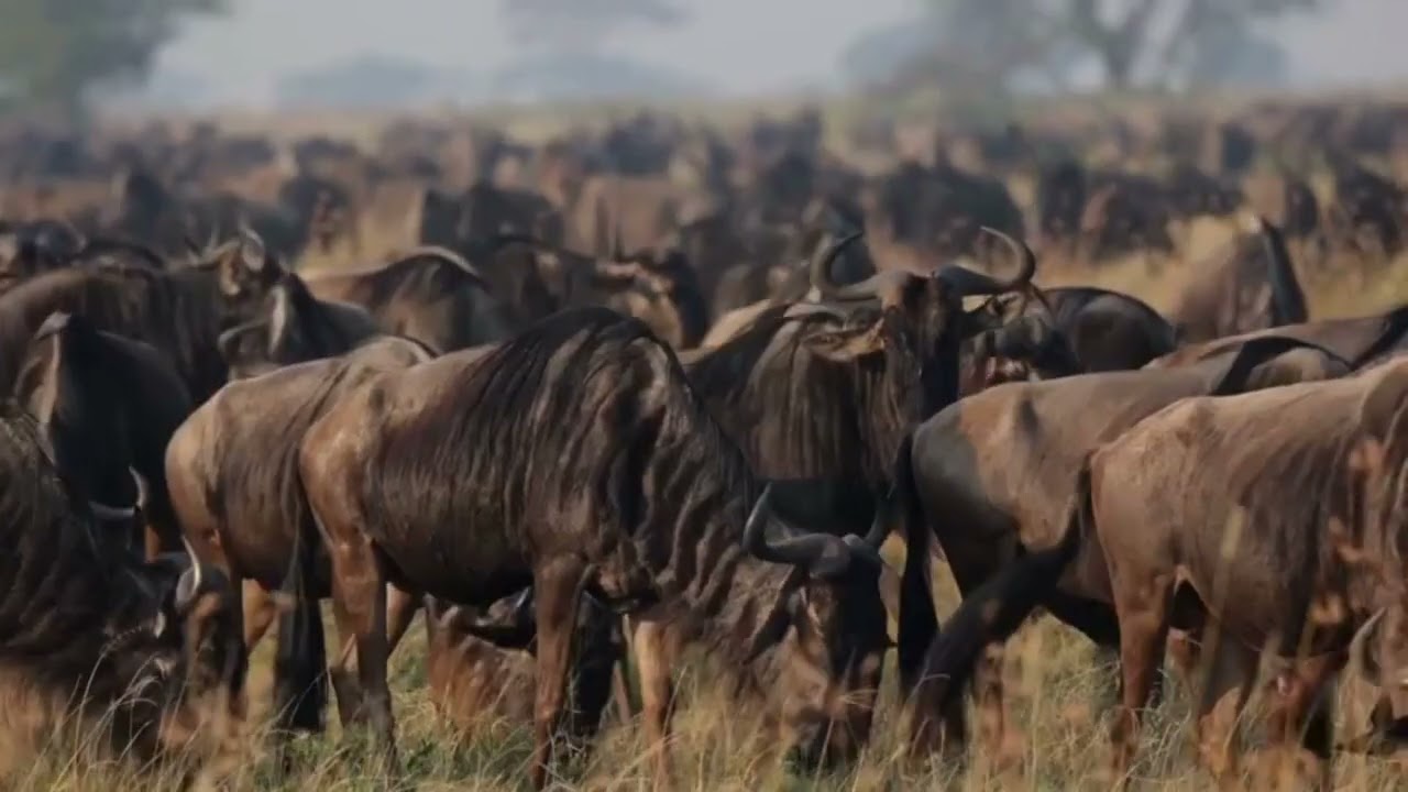 Wildebeest herds spotted grazing near Grumeti!