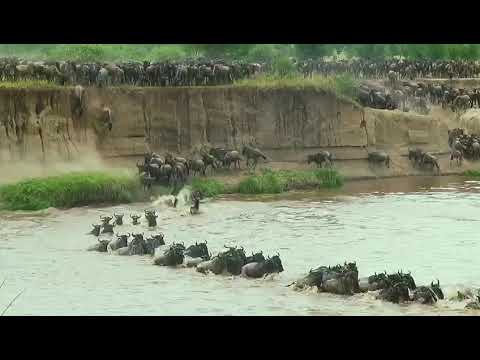 Latest #HerdTracker update: Huge in the Mara River
