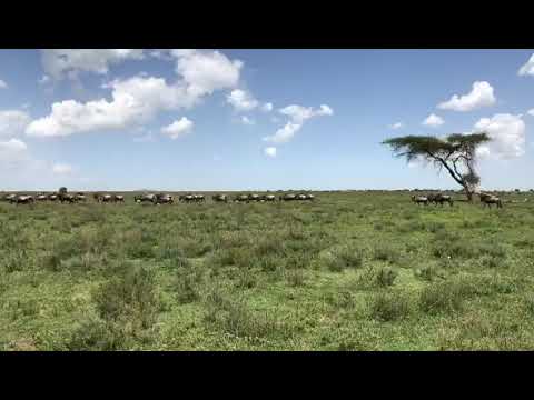 Great migration on the southern Serengeti plains