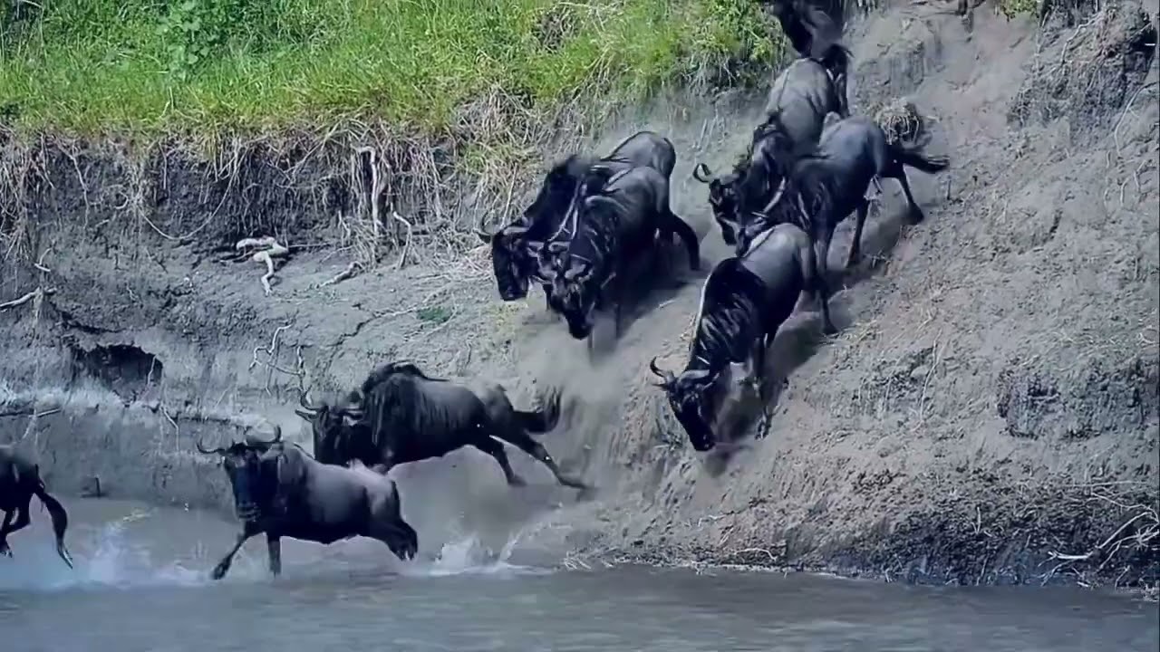 Wildebeest herd jumping into the Sand River!