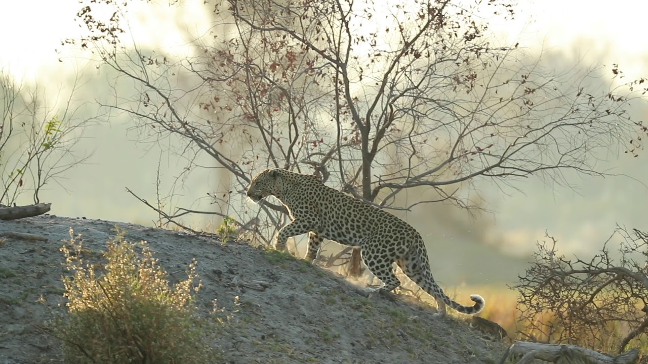 Ker & Downey Botswana's - Kanana - Short Version (official video)