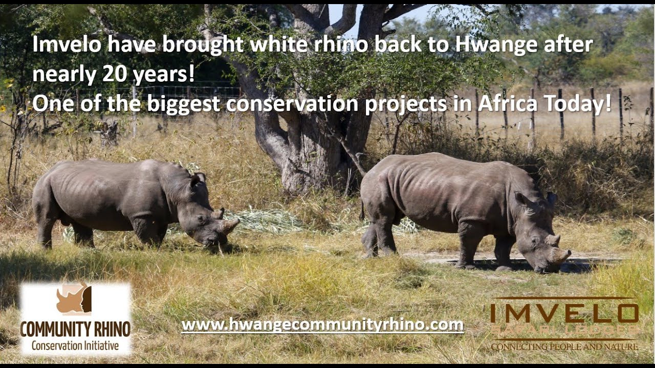 Imvelo have successfully brought white rhino back to Hwange. History was made on 22nd May 2022!