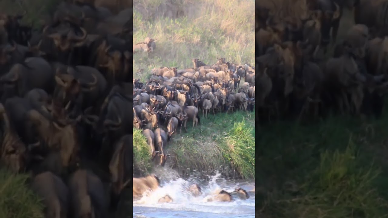 Herd crosses the Mara river at crossing no 1