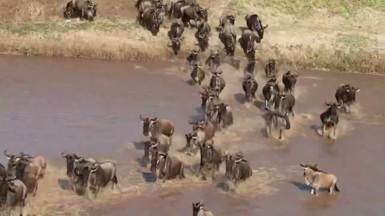Wildebeest herds crossing at the Sand River!