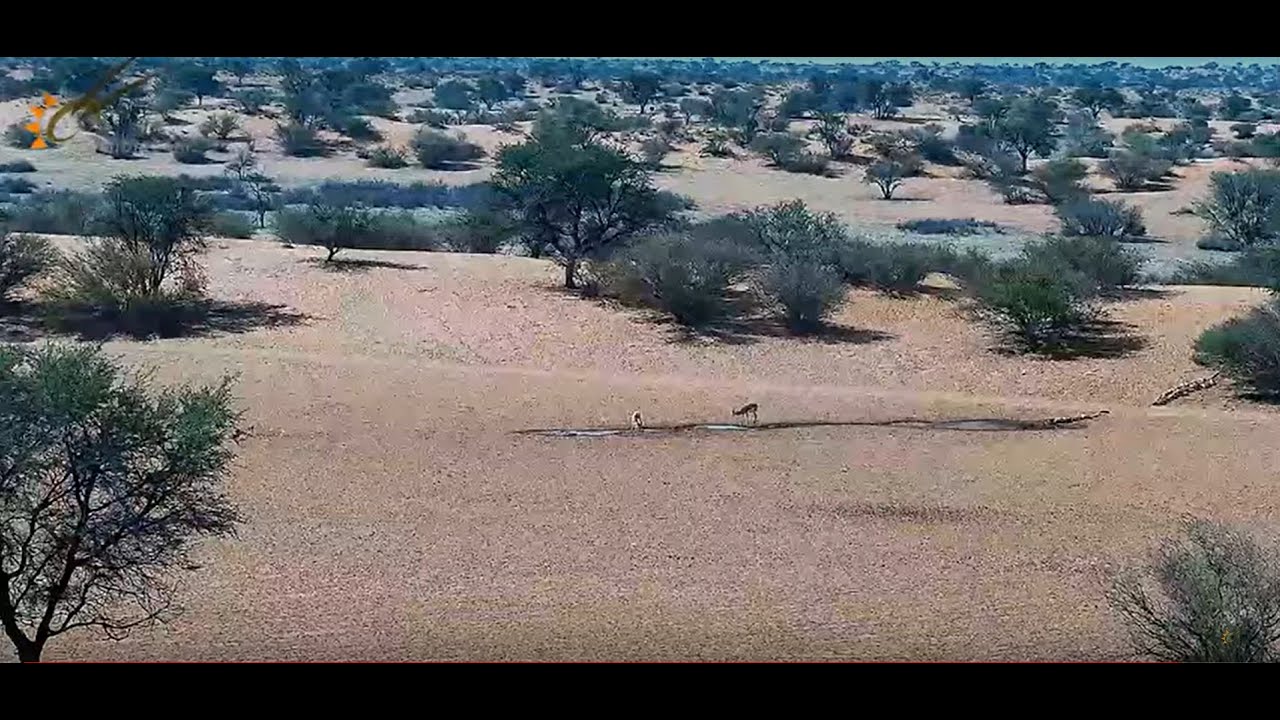 Namibia: Live stream in the Kalahari Desert, Namibia