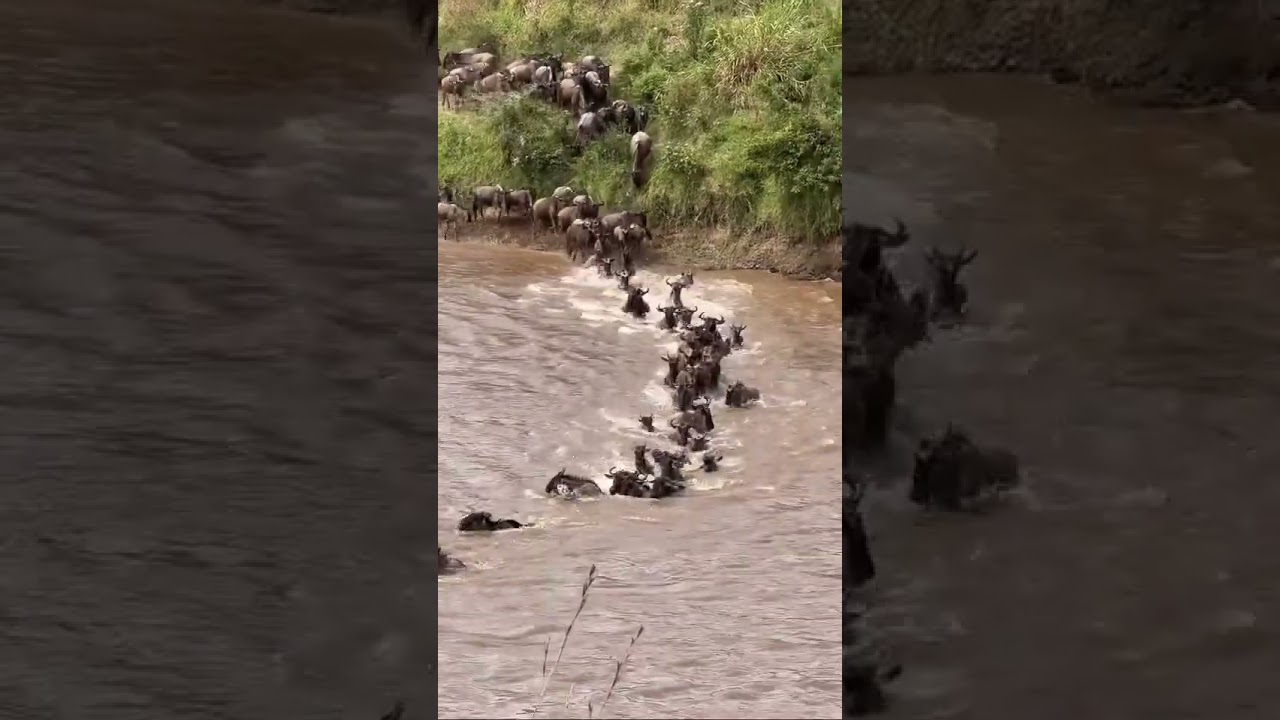 Wildebeest swim across the Miti Moja Crossing of the Mara River