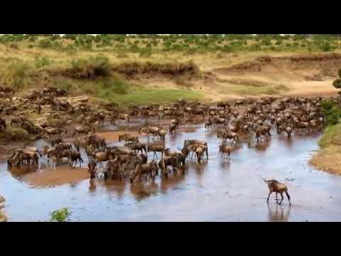 Great Migration in the Sand River