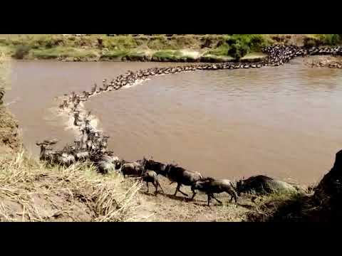 Great Migration crossing to the Kenyan border