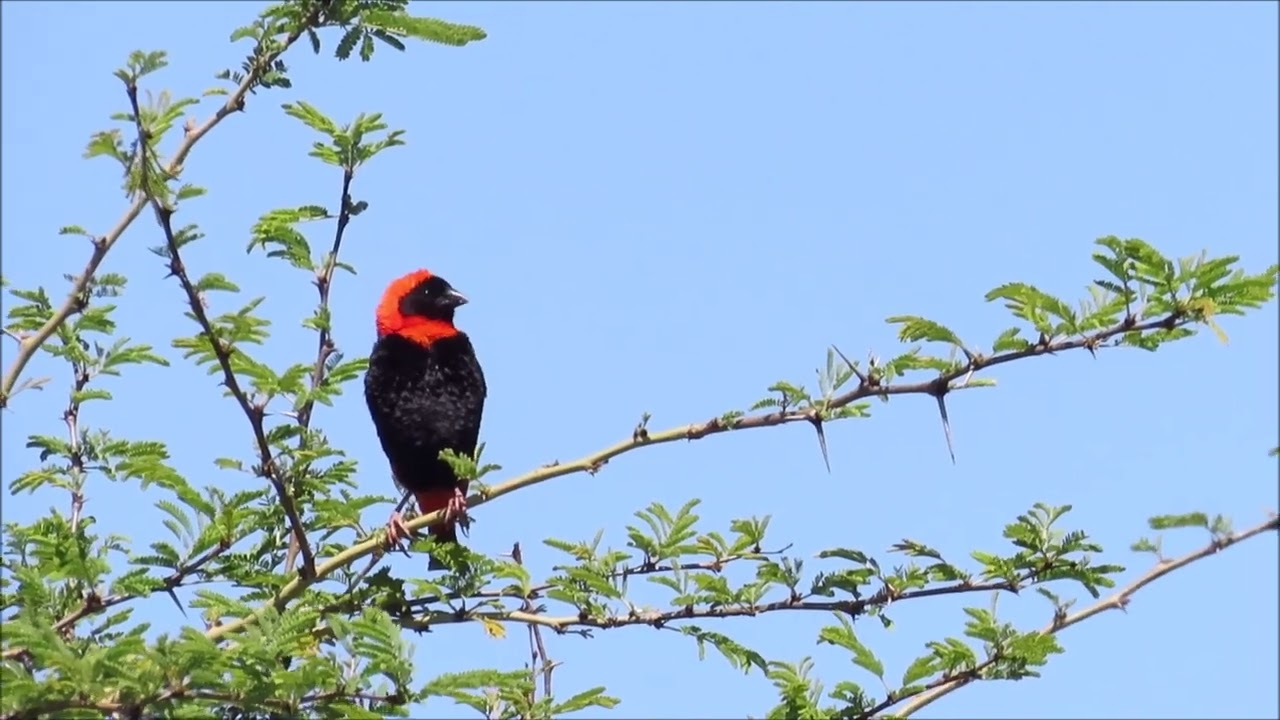 Southern Red Bishop's sizzling song and display