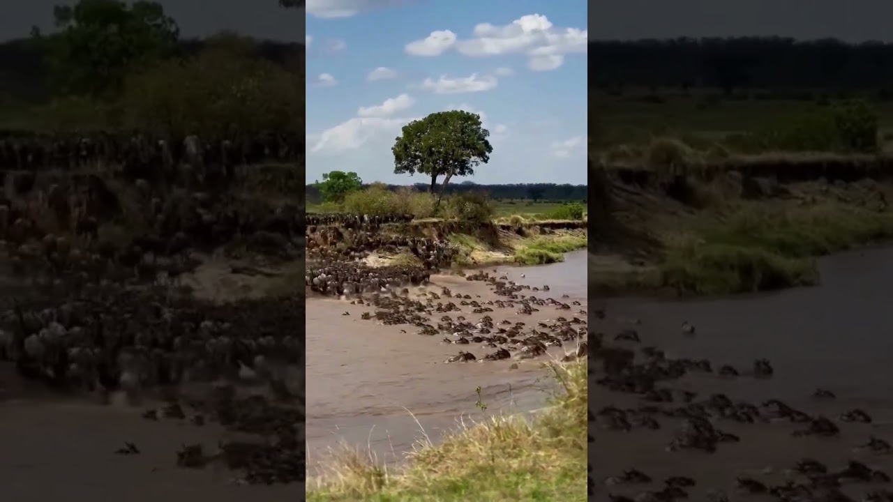 Crocodiles attack during a Mara river crossing!