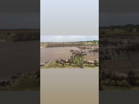July marks the start of the Mara River crossings