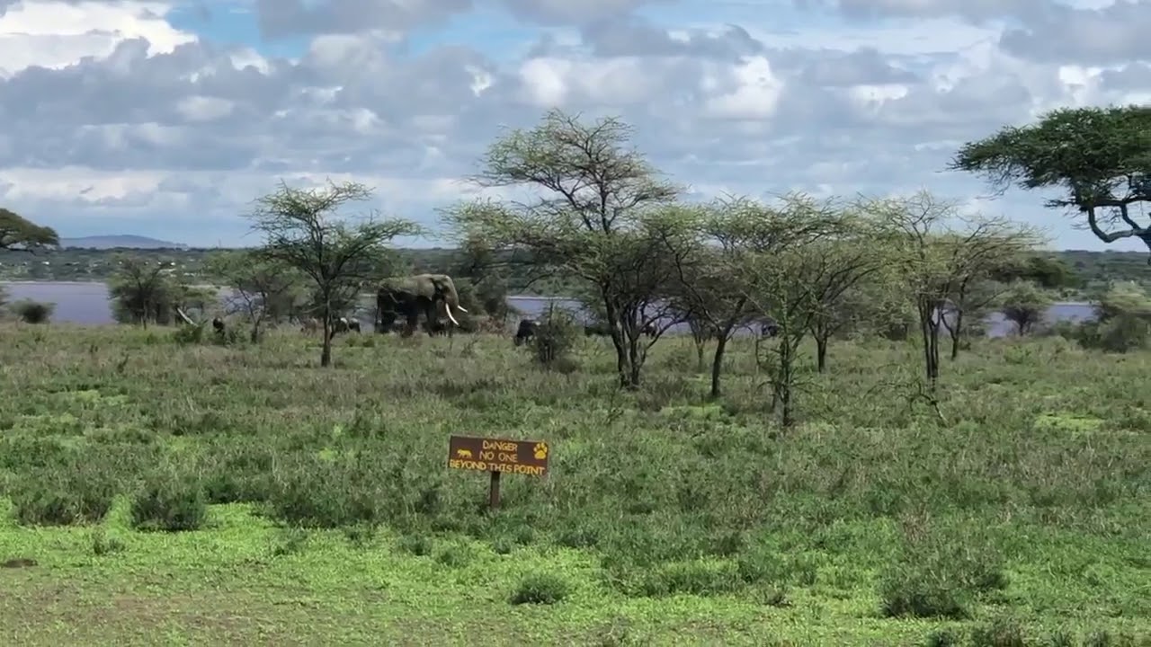 Latest #HerdTracker update: Great Migration herds arriving on the Ndutu Plains