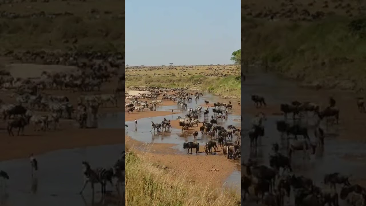 Massive crossing at the Sand river!
