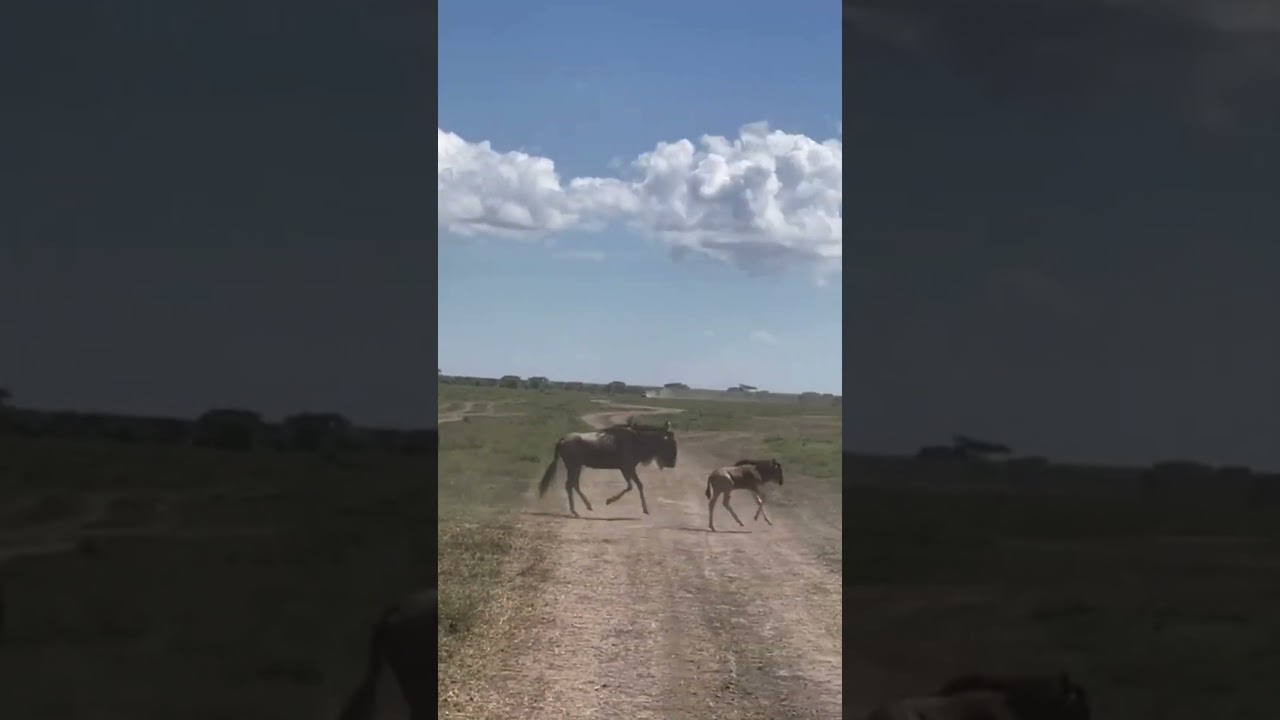Wildebeest herd with calves spotted grazing near Naabi Hills