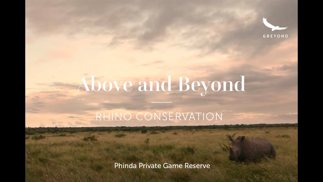 Above and Beyond | Rhino Conservation | Phinda - The Return
