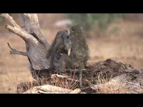 It's a Baboon's Life at Saruni Lodges & Camps, Kenya