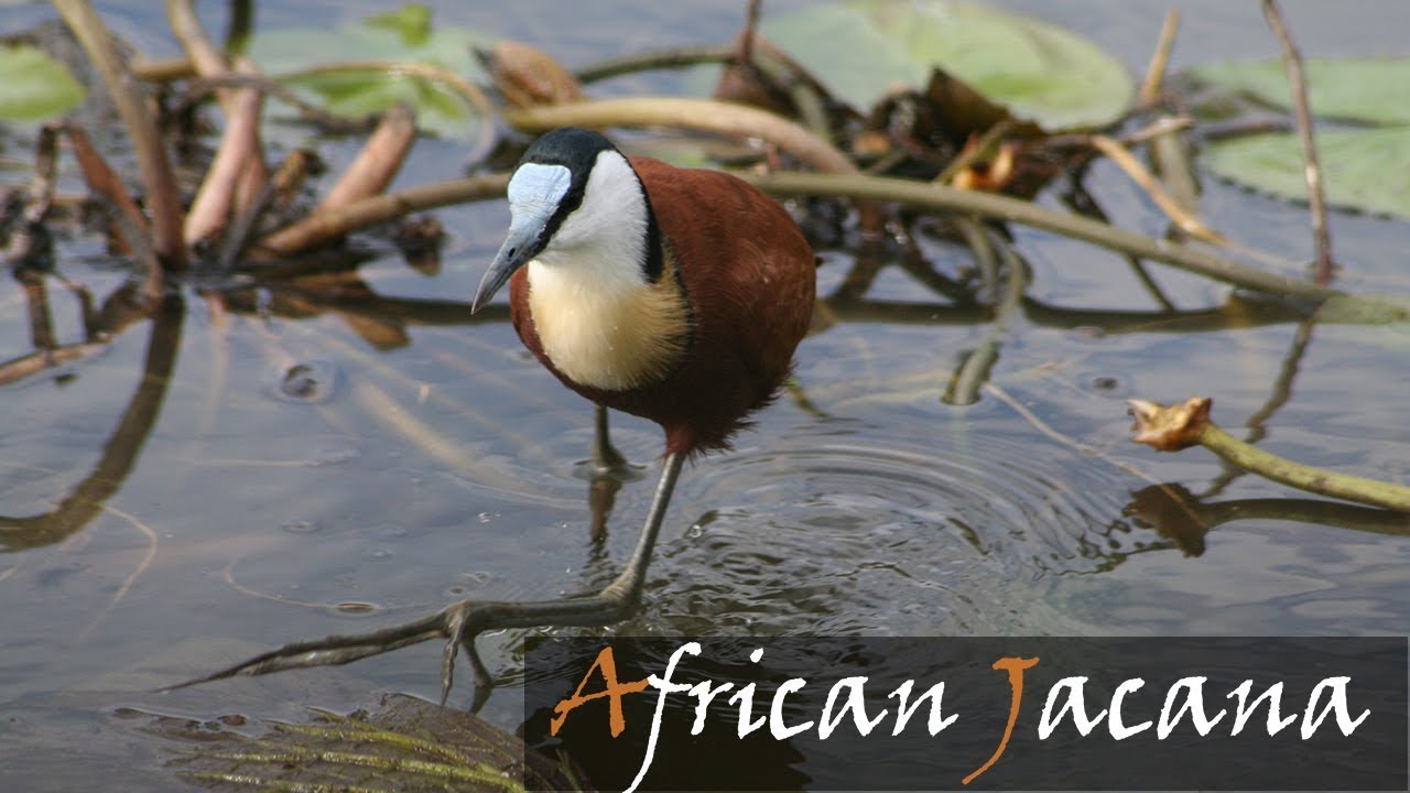 African Jacana Bird Call Kruger National Park | Stories Of The Kruger