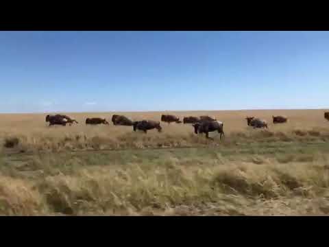 Make your Migration Safari memorable and meaningful