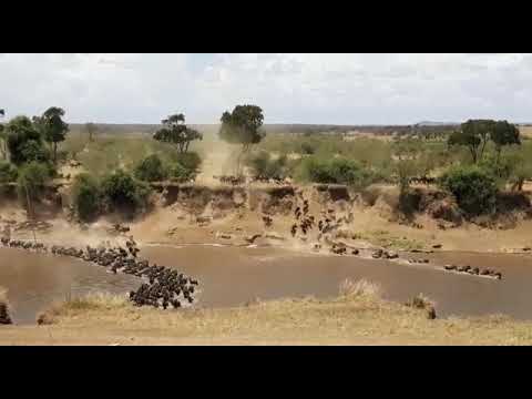 Latest #HerdTracker update: Crossing point number 4 in the Serengeti Lamai Wedge from the Kogatende