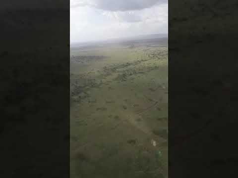 Large herd of the wildebeest from the bird's eye