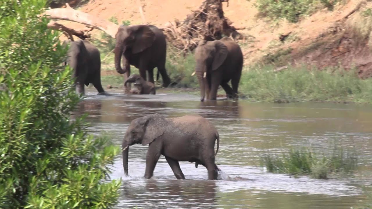 Elephants in Pafuri, Northern Kruger.
