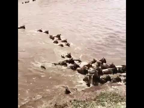 Great herds heading back to the northern Serengeti