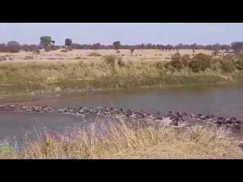Big crossing at Mara river crossing no 4!