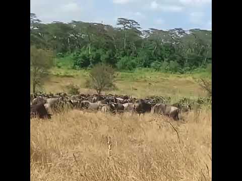 Wildebeest migration grazing along the Grumeti River
