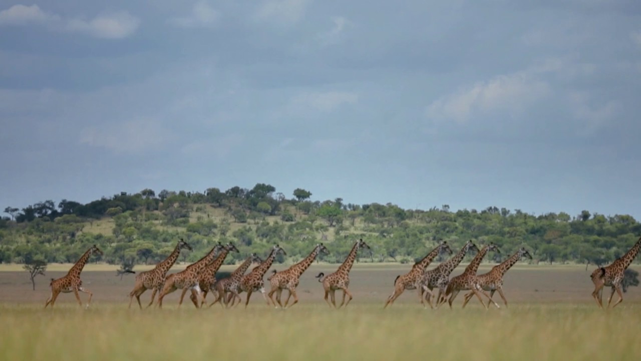 Singita Serengeti Green Season HD