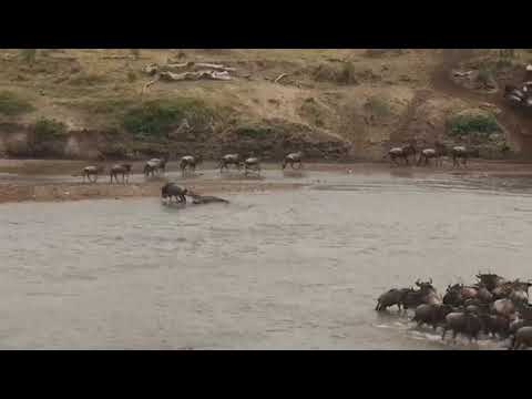 Wildebeest fight for survival against the Nile crocodiles