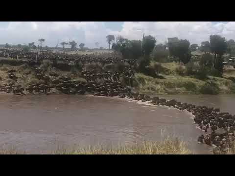 Latest #HerdTracker update: River crossings will continue throughout the month